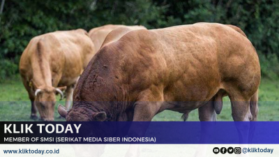 Rahasia Peternak Sukses, Perawatan Sapi agar Gemuk Maksimal