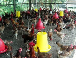 Panduan Pintar Peternak, Strategi Efektif Membesarkan Ayam Secara Maksimal