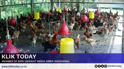 Panduan Pintar Peternak, Strategi Efektif Membesarkan Ayam Secara Maksimal