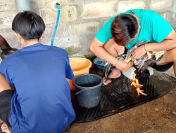 7 Tips Ampuh Merawat Ayam Bangkok Agar Tahan Pukul dan Tangguh di Arena