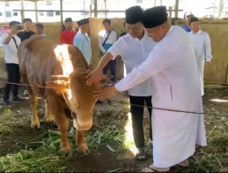Idul Adha 1446 H, Ponpes Al Ishlah Catat Rekor Kurban 1.161 Ekor, Termasuk Sapi dari Presiden RI dan Kapolri