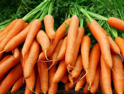 Manfaat Wortel: Sayuran Sederhana dengan Segudang Khasiat untuk Kesehatan