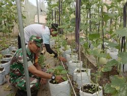 Babinsa 0822 Bondowoso Dampingi Petani Melon, Siapkan Panen Menuju Pasar Lokal