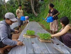 Cara Petani Menanam Lombok atau Cabai: Dari Persiapan Lahan hingga Panen