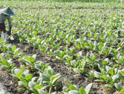 Cara Petani Menanam Tembakau Hingga Panen: Juga Perlindungan Hama dan Penyakit