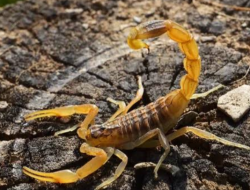 Hati-Hati dengan Hewan Kecil Ini: Kalajengking