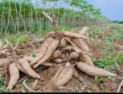 Manfaat Singkong: Sumber Energi, Kesehatan, dan Ketahanan Pangan