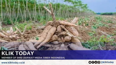 Manfaat Singkong: Sumber Energi, Kesehatan, dan Ketahanan Pangan