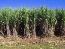Tebu: Tanaman Manis Penuh Manfaat dan Potensi Ekonomi