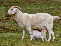 Ternak Kambing yang Sukses: Panduan Lengkap untuk Peternak Pemula dan Lanjutan