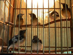 Menghasilkan Uang Banyak Lewat Ternak Burung: Panduan Lengkap bagi Pemula hingga Profesional