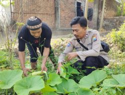 Tingkatkan Ketahanan Pangan, Warga Demangan Tanami Lahan Sela dengan Labu dan Sayur
