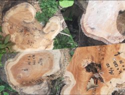 SKANDAL PEMBALAKAN LIAR: Mafia Kayu Kuasai Hutan Situbondo, Aparat dan Perhutani ‘Tutup Mata’ saat Puluhan Pohon Ditebang