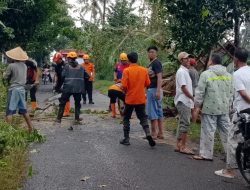 Hujan Deras Disertai Angin Kencang Tumbangkan Pohon di Desa Paguwan, BPBD Bondowoso Turun Tangan