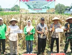 Panen Raya Jagung di Bondowoso Jadi Momentum Perkuat Distribusi dan Ketahanan Pangan Nasional