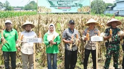 Panen Raya Jagung di Bondowoso Jadi Momentum Perkuat Distribusi dan Ketahanan Pangan Nasional
