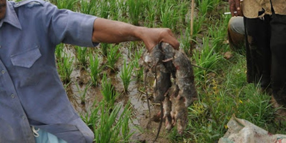 Petani