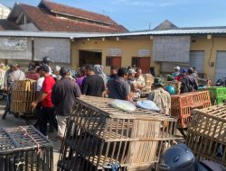 Relokasi Pedagang Ayam di Jalan Veteran Berjalan Lancar, Satpol PP dan Diskoperindag Pastikan Ketertiban Pasar Induk Bondowoso