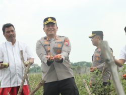 Panen Raya Tomat di Nganjuk, Kapolres Henri Noveri Santoso Tekankan Pentingnya Ketahanan Pangan dan MBG