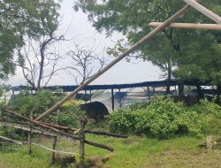 Diduga Beroperasi Tanpa Izin dan Cemari Lingkungan, Pabrik Arang di Situbondo Jadi Sorotan Masyarakat