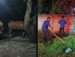 Kebakaran Dua Kandang Sapi di Bondowoso, Damkar Bergerak Cepat Padamkan Api