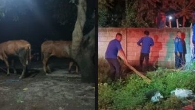 Kebakaran Dua Kandang Sapi di Bondowoso, Damkar Bergerak Cepat Padamkan Api