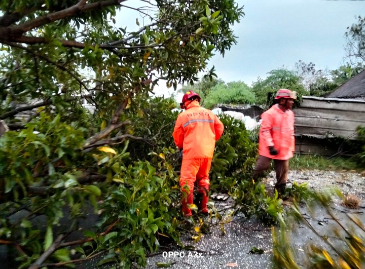 Pohon Tumbang Tutup Akses Jalan Bagor Wetan–Putren, BPBD dan Warga Lakukan Evakuasi