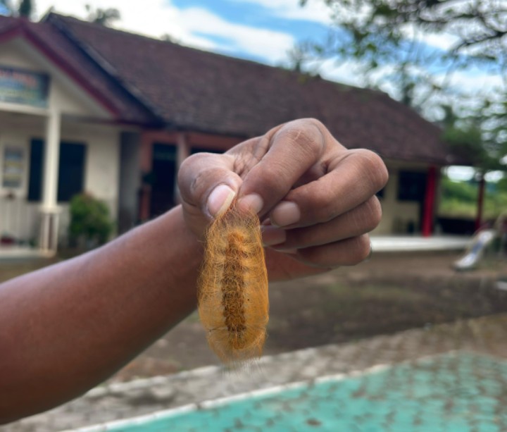 Ulat Bulu Serang Lingkungan Sekolah, Damkar Bondowoso Lakukan Evakuasi Cepat