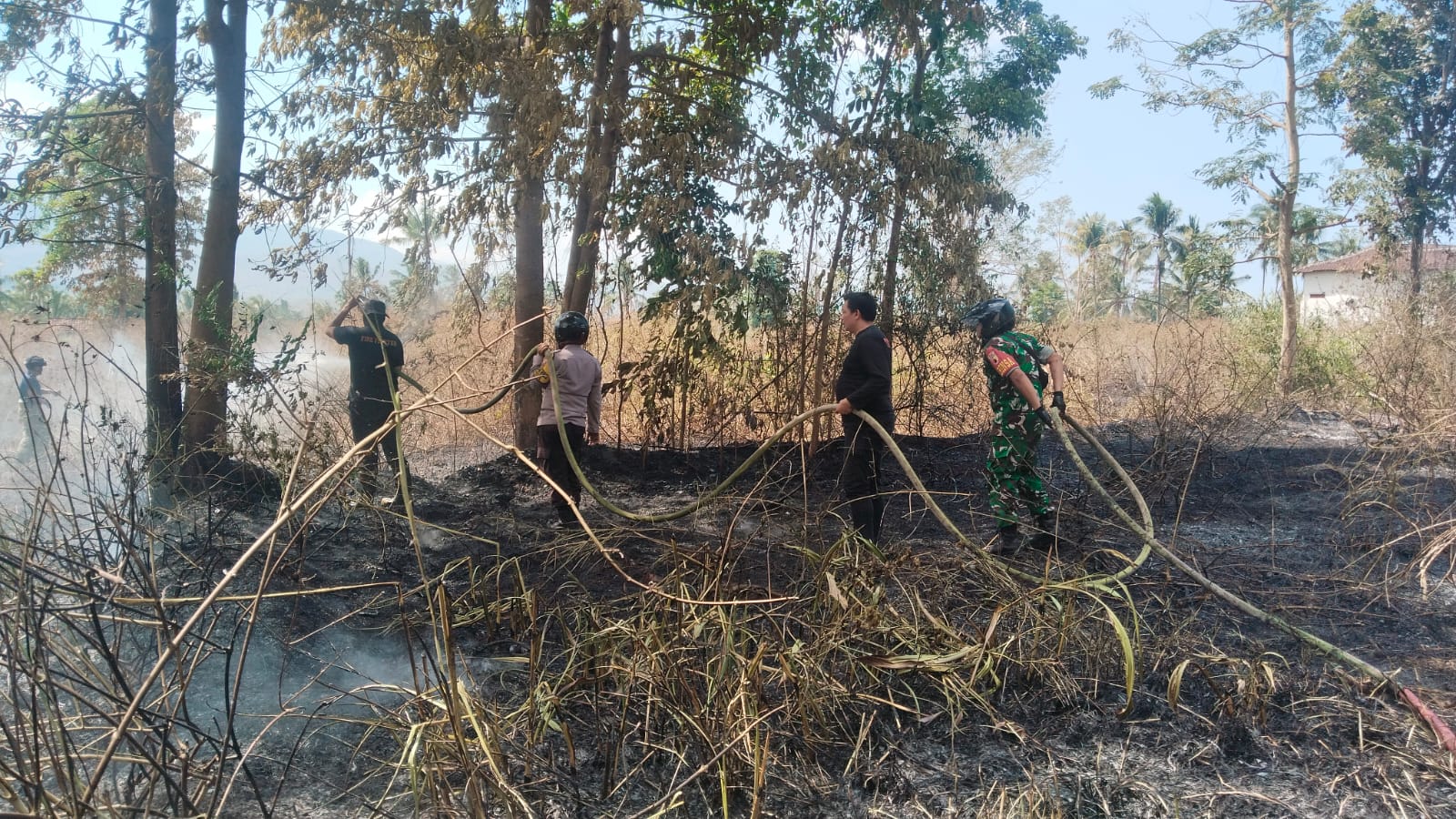Kebakaran Semak Belukar di Lahan Kosong Cindogo Tapen, Babinsa Bersama Bhabinkamtibmas Gerak Cepat