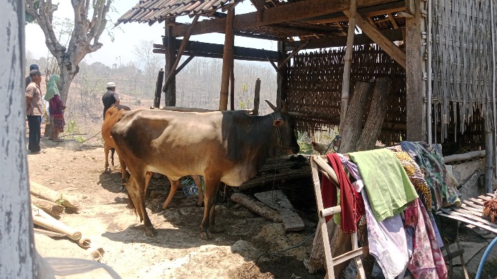 Kebakaran Lahan Merembet ke Kandang Sapi di Botolinggo, Ternak Berhasil Diselamatkan