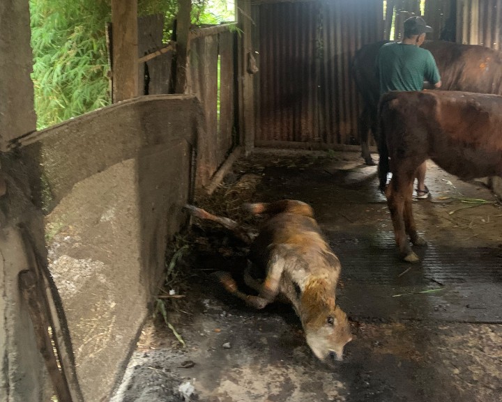 Kebakaran Kandang Ternak di Tamansari Bondowoso, Dua Kambing Mati dan Dua Sapi Luka Bakar
